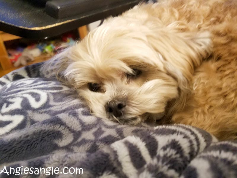 Catch the Moment 366 Week 50 - Day 350 - Cuddled in Roxy