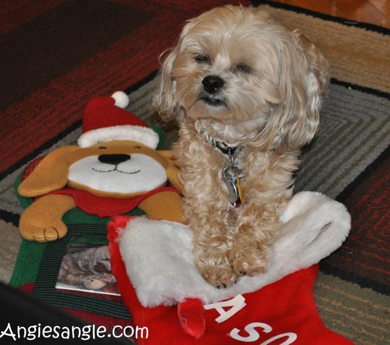 Catch the Moment 366 Week 51 - Day 358 - Roxy and the Stockings