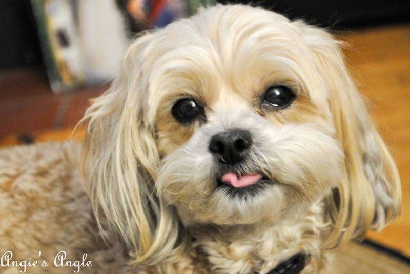 2017 Catch the Moment 365 Week 3 - Day 16 - Tongue Roxy