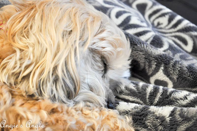 2017 Catch the Moment 365 Week 3 - Day 20 - Sweet Roxy Face