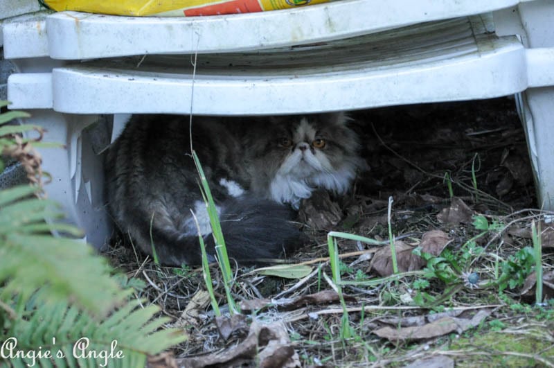 2017 Catch the Moment 365 Week 5 - Day 31 - Cannoli Hiding