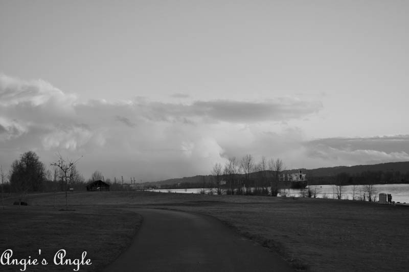 2017 Catch the Moment 365 Week 6 - Day 37 - Dogwood Black and White Landscape