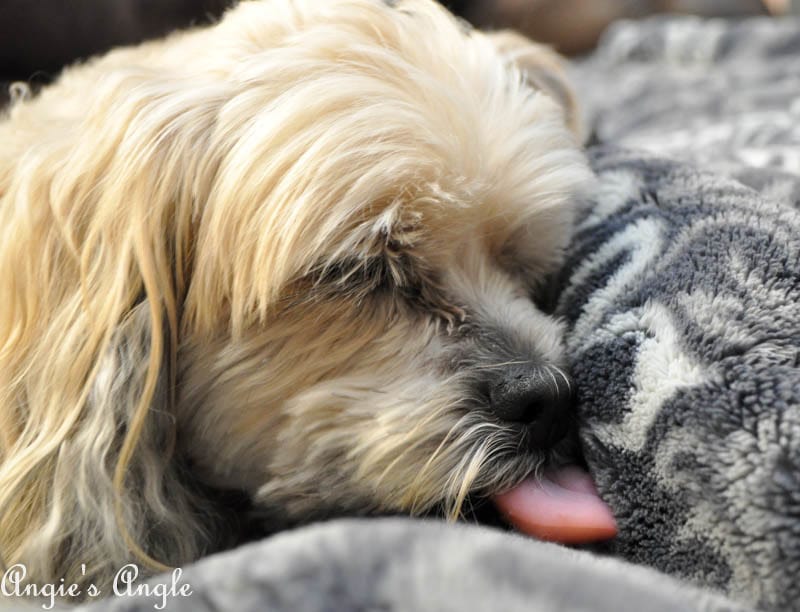 2017 Catch the Moment 365 Week 7 - Day 44 - Licking the Blanket