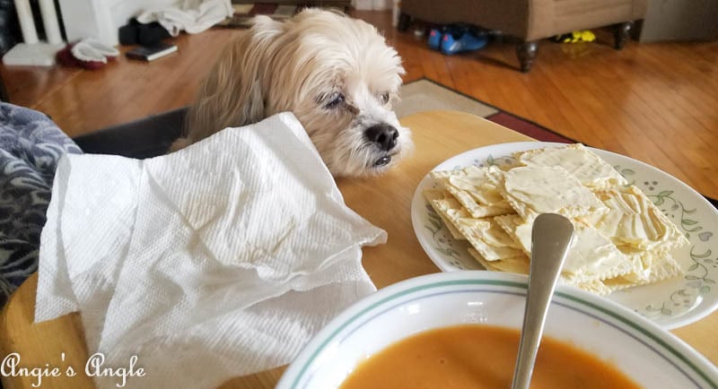 2017 Catch the Moment 365 Week 7 - Day 45 - Roxy wants Lunch