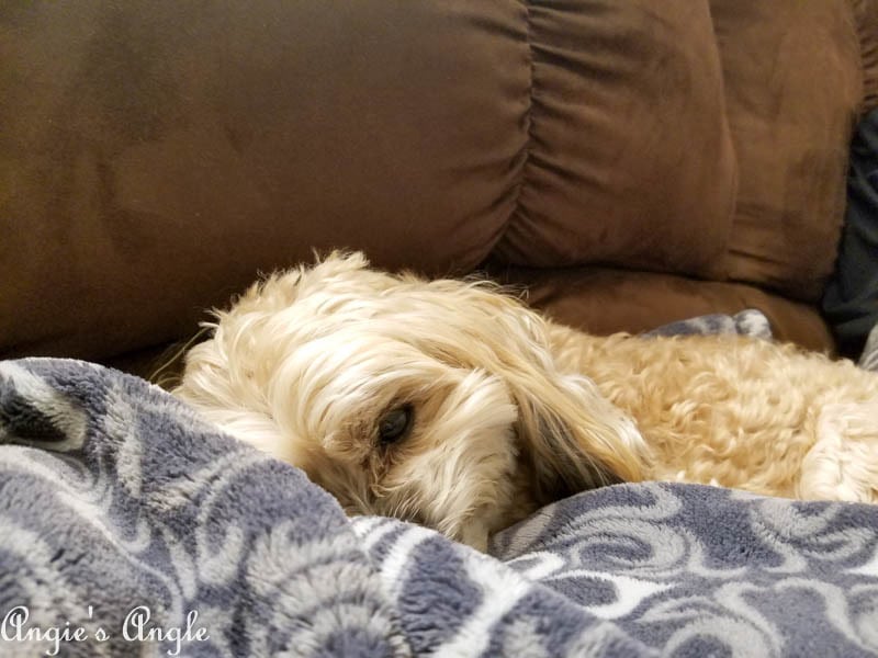 2017 Catch the Moment 365 Week 10 - Day 70 - Cuddled Roxy