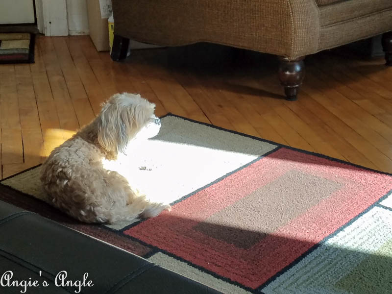 2017 Catch the Moment 365 Week 11 - Day 75 - Sun Patch Roxy