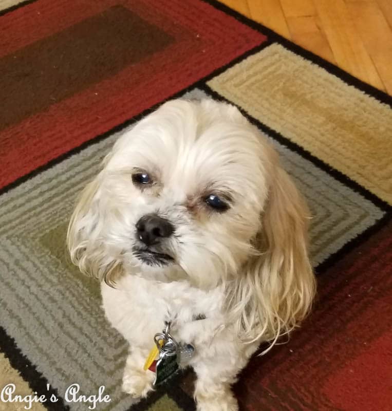 2017 Catch the Moment 365 Week 11 - Day 76 - Smile for the Camera Roxy