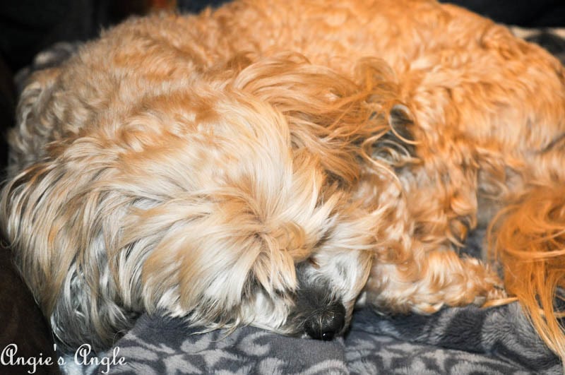 2017 Catch the Moment 365 Week 12 - Day 84 - Curled Ball Roxy