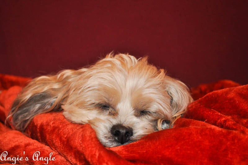 2017 Catch the Moment 365 Week 9 - Day 57 - Cuddled Roxy