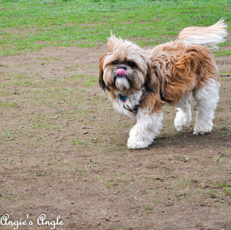 Roxy Has an Adventure to the Dog Park (1)