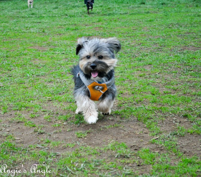 Roxy Has an Adventure to the Dog Park (10)