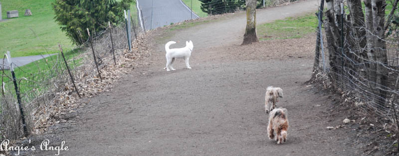 Roxy Has an Adventure to the Dog Park (2)