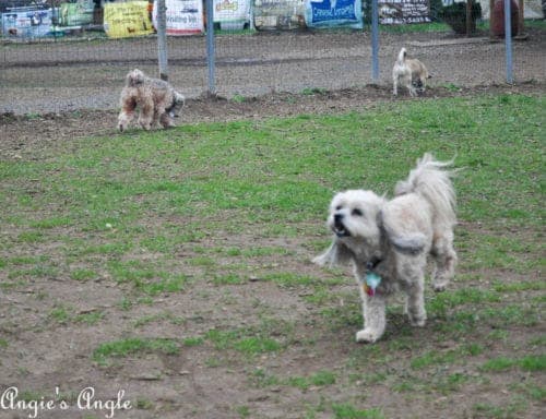 Roxy Has an Adventure to the Dog Park