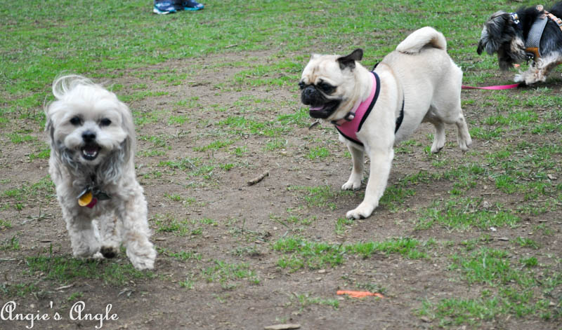 Roxy Has an Adventure to the Dog Park (7)