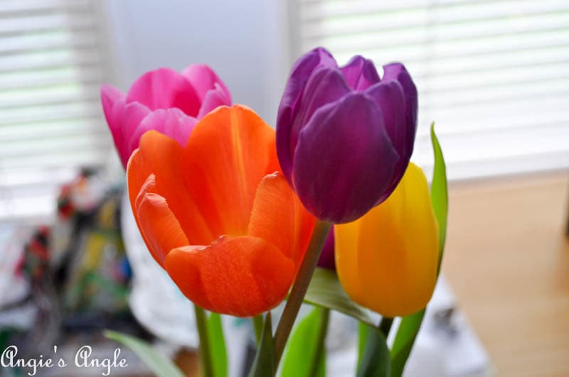 2017 Catch the Moment 365 Week 13 - Day 87 - Tulips Make Me Happy