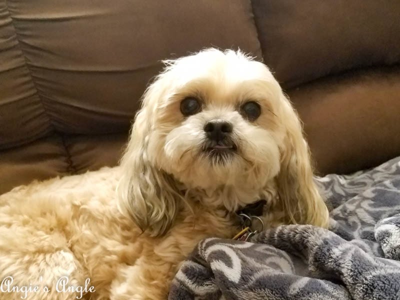 2017 Catch the Moment 365 Week 13 - Day 88 - Roxy Girl