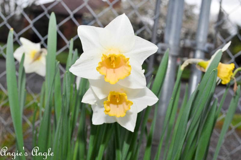 2017 Catch the Moment 365 Week 14 - Day 97 - Flowers Showing in the yard