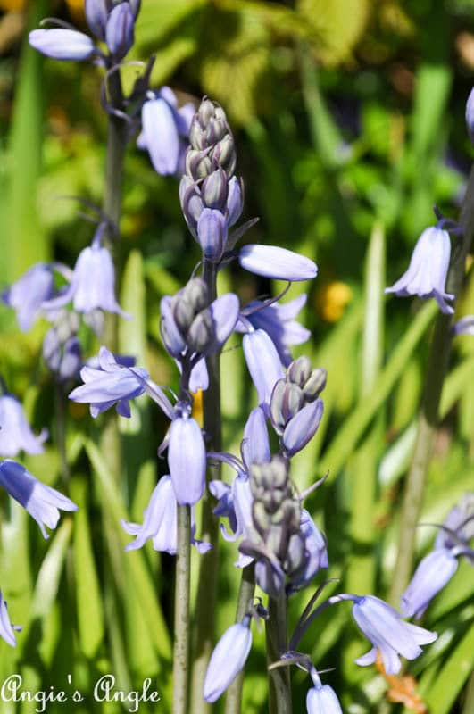 2017 Catch the Moment 365 Week 16 - Day 111 - Purple Flowers