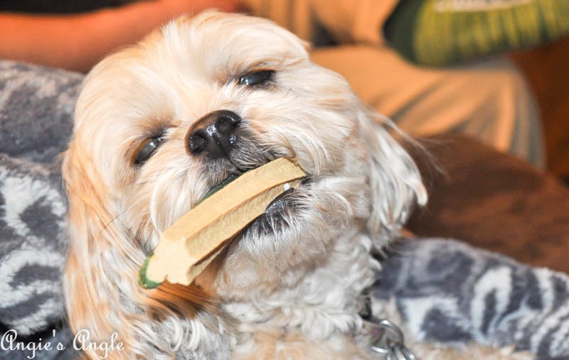 2017 Catch the Moment 365 Week 17 - Day 119 - Roxy and her Peanut Butter Bone (1)