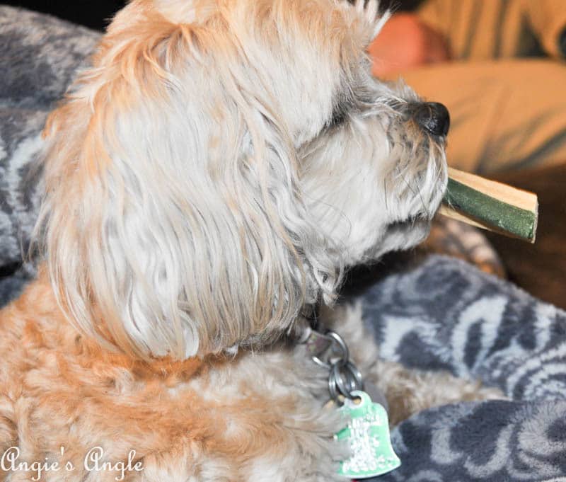 2017 Catch the Moment 365 Week 17 - Day 119 - Roxy and her Peanut Butter Bone (2)