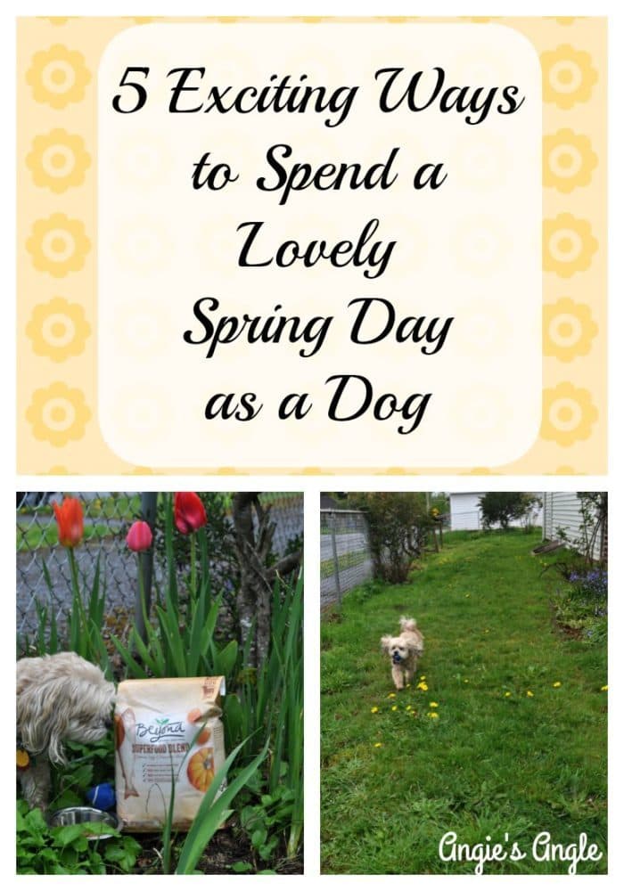 5 Exciting Ways to Spend a Lovely Spring Day as a Dog #RememberBeyond #ad