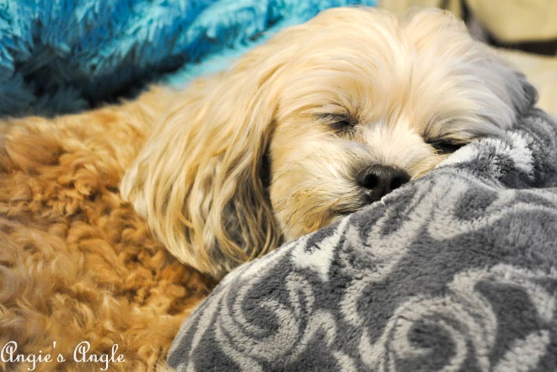 2017 Catch the Moment 365 Week 19 - Day 131 - Sleepy Roxy