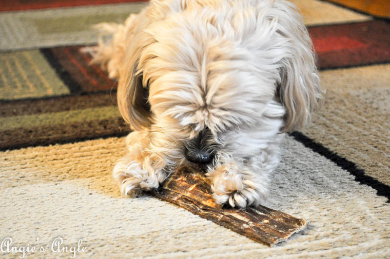 2017 Catch the Moment 365 Week 20 - Day 135 - Roxy and her special treat