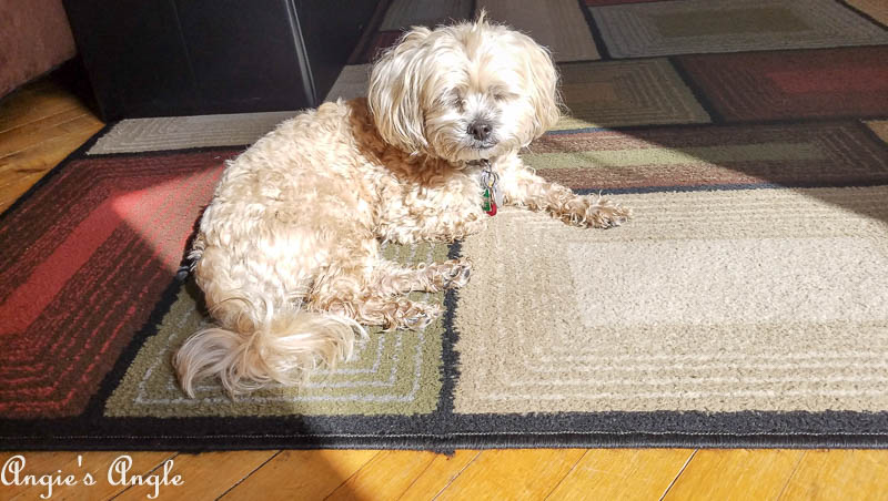 2017 Catch the Moment 365 Week 20 - Day 138 - Sun Bathing Roxy