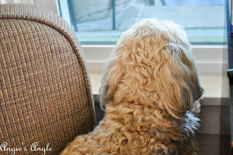 2017 Catch the Moment 365 Week 20 - Day 139 - Watching Outside