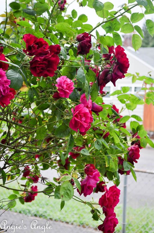 2017 Catch the Moment 365 Week 22 - Day 151 - Roses at the window