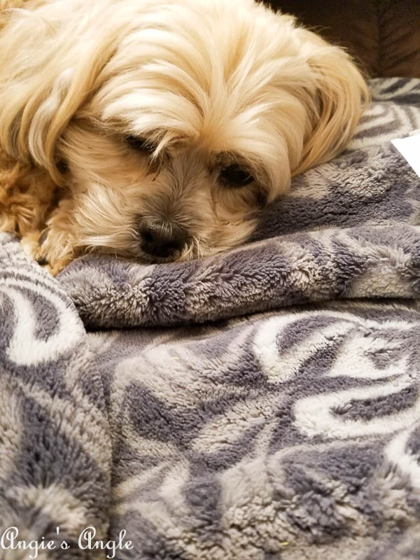 2017 Catch the Moment 365 Week 23 - Day 156 - Sleepy Roxy