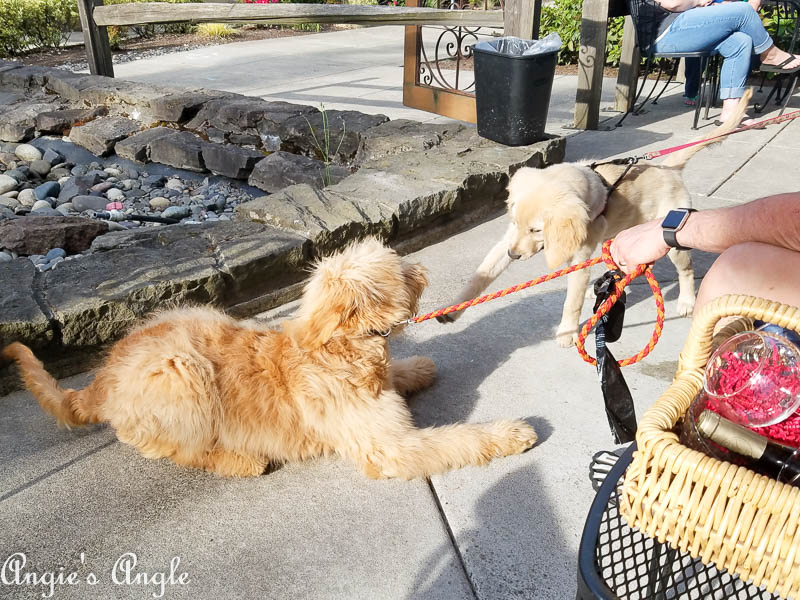 2017 Catch the Moment 365 Week 23 - Day 157 - Puppy Playtime at DogPaw Event