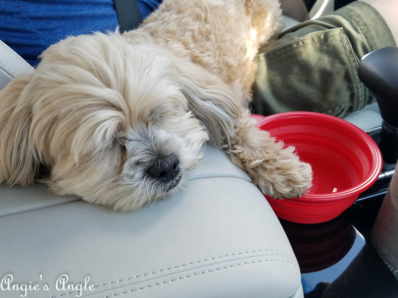 2017 Catch the Moment 365 Week 24 - Day 162 - Roxy Riding in the Cadzena