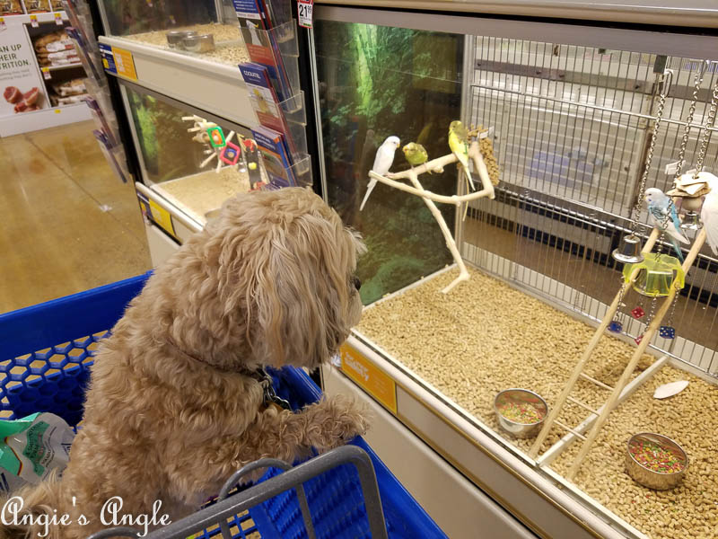 2017 Catch the Moment 365 Week 24 - Day 167 - Roxy wants a bird