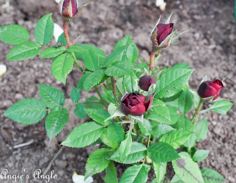 2017 Catch the Moment 365 Week 25 - Day 170 - Mini Roses Opening