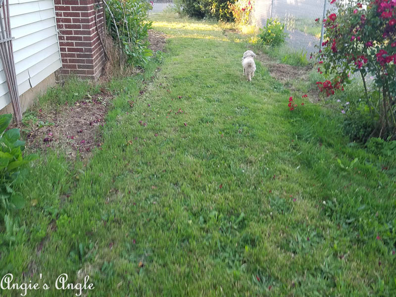 2017 Catch the Moment 365 Week 25 - Day 173 - Run Roxy