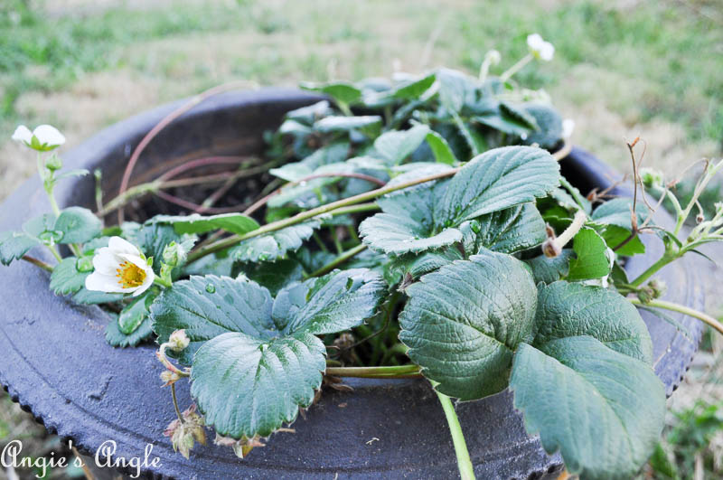 2017 Catch the Moment 365 Week 26 - Day 182 - Strawberries Growing