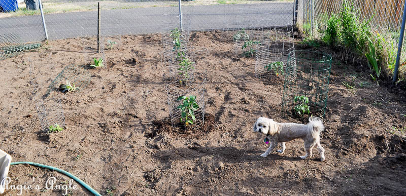 2017 Catch the Moment 365 Week 27 - Day 184 - Vegetables and Roxy