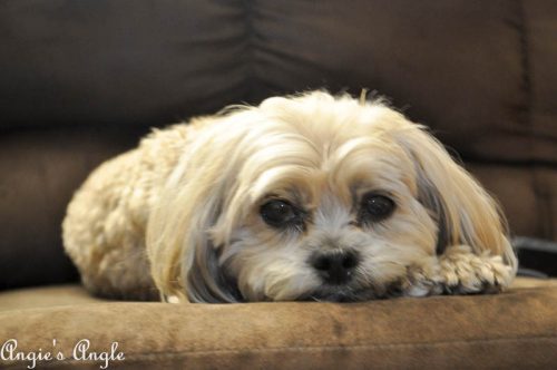 2017 Catch the Moment 365 Week 28 - Day 194 - Sweet Roxy