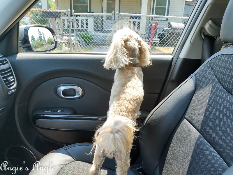 2017 Catch the Moment 365 Week 31 - Day 214 - Roxy and the Kia Soul