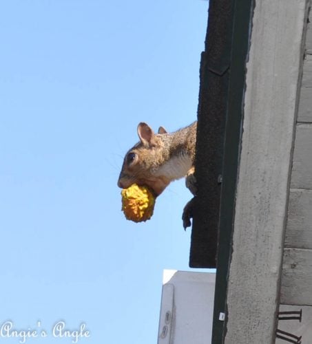 2017 Catch the Moment 365 Week 33 - Day 228 - Silly Squirrel