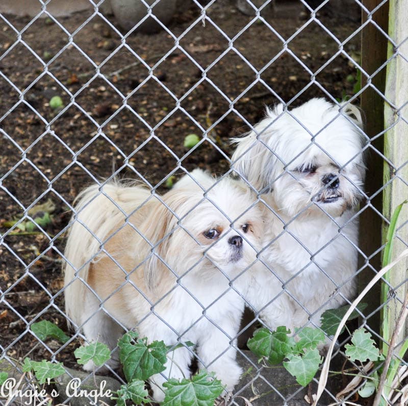 2017 Catch the Moment 365 Week 33 - Day 231 - Lola and Rocky