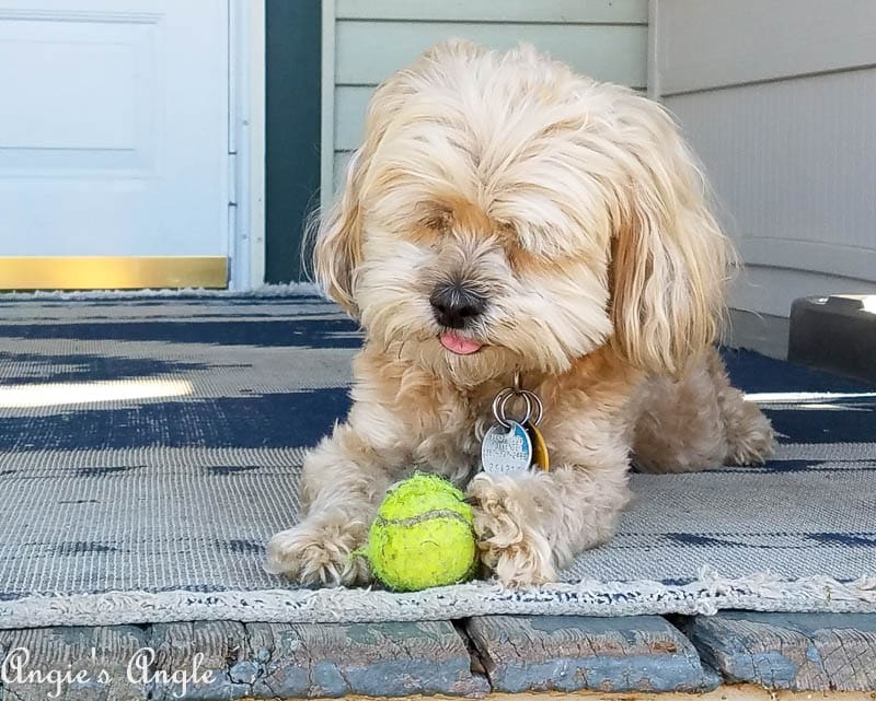 2017 Catch the Moment 365 Week 34 - Day 238 - National Dog Day