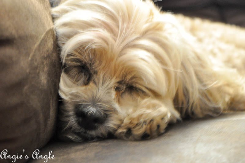 2017 Catch the Moment 365 Week 35 - Day 241 - Sleepy Girl