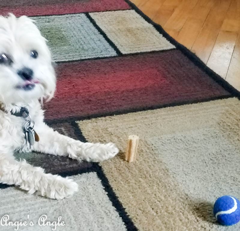 2017 Catch the Moment 365 Week 35 - Day 242 - Dental Bone and Tongue