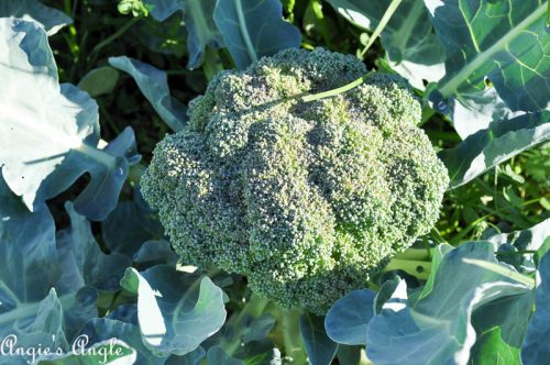 2017 Catch the Moment 365 Week 35 - Day 244 - Broccoli