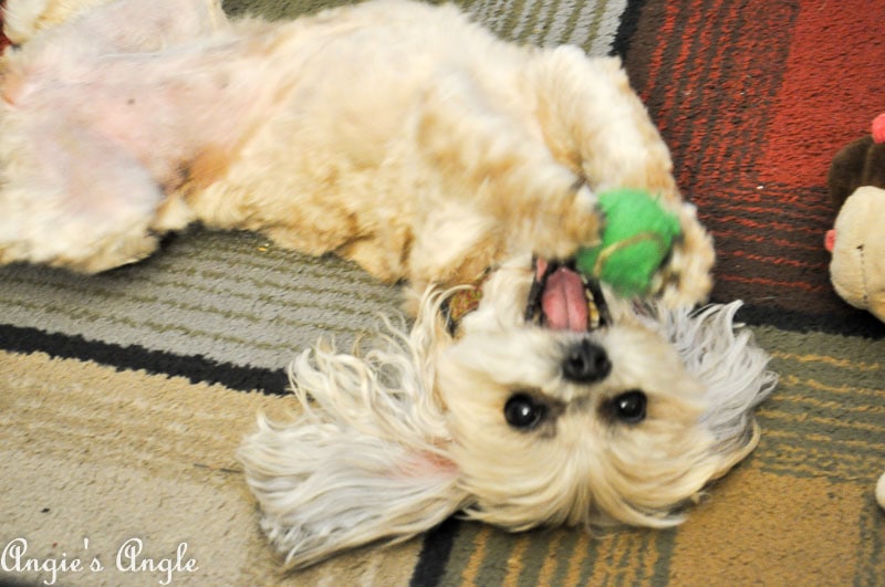 2017 Catch the Moment 365 Week 36 - Day 250 - Playing Roxy