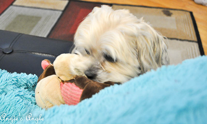 2017 Catch the Moment 365 Week 38 - Day 260 - Roxy and Monkey