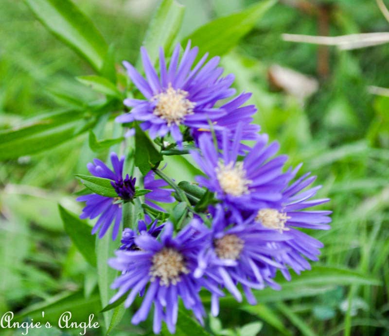 2017 Catch the Moment 365 Week 42 - Day 288 - Random Flowers