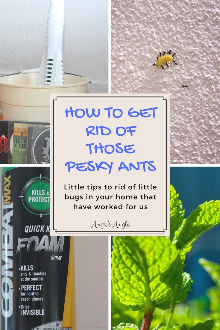 How to Get Rid of Those Pesky Ants